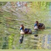 Two Little Ducks by carolmw