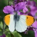 ORANGE TIP