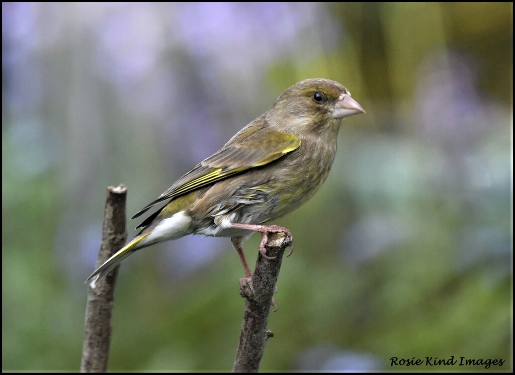 What a lovely greenfinch by rosiekind