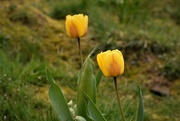 26th Apr 2023 - tulips
