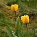 tulips by christophercox