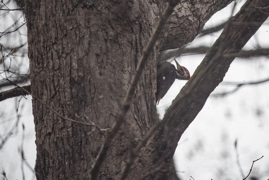 Pileated woodpecker during a time of sleet by mistyhammond