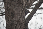 17th Apr 2023 - Pileated woodpecker during a time of sleet