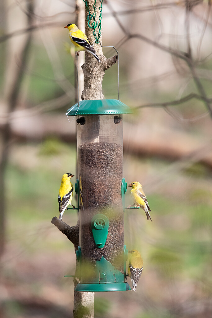 American Goldfinches at my feeder by mistyhammond