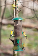 20th Apr 2023 - American Goldfinches at my feeder