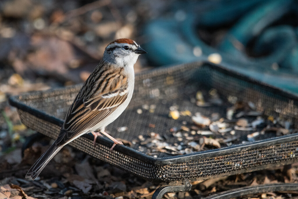 Chipping Sparrow by mistyhammond