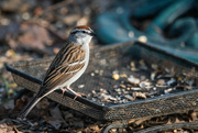 19th Apr 2023 - Chipping Sparrow