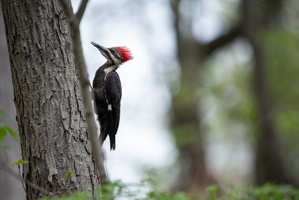 She's a pretty woodpecker by mistyhammond