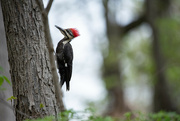 21st Apr 2023 - She's a pretty woodpecker