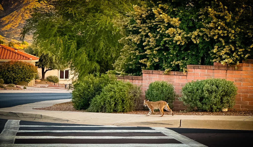 My Walking Buddy by 365projectorgbilllaing