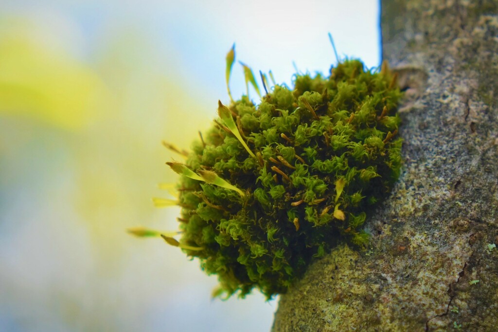 Healthy moss patch on pear tree by anitaw