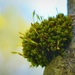 Healthy moss patch on pear tree by anitaw