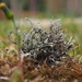 Lichen by monicac