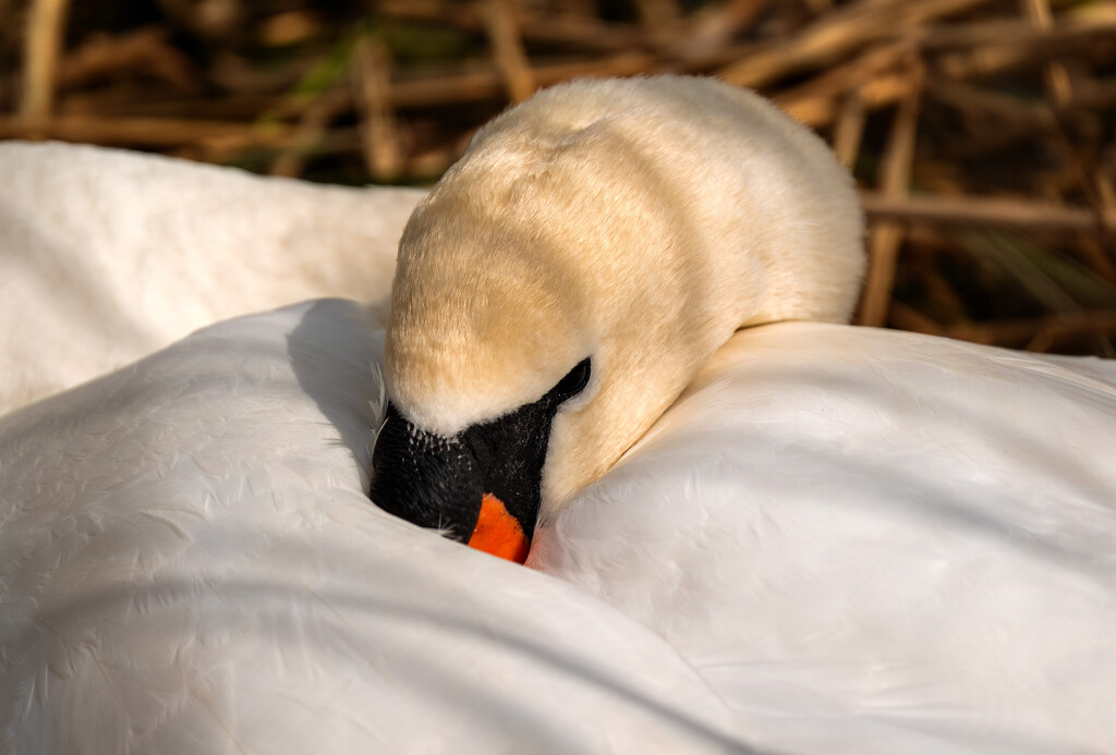 Nesting swan by clifford
