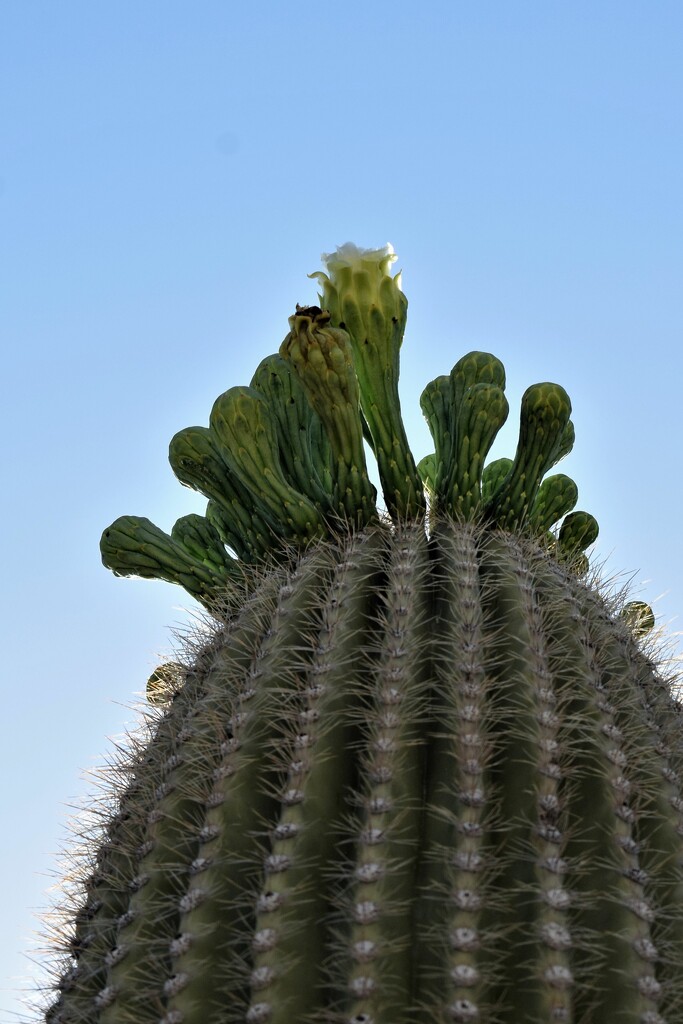 Saguaro Cactus beginning to bloom by sandlily