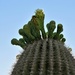 Saguaro Cactus beginning to bloom by sandlily