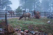 26th Apr 2023 - Front Yard Elk