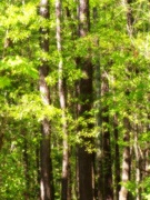 25th Apr 2023 - Dreamy trees...