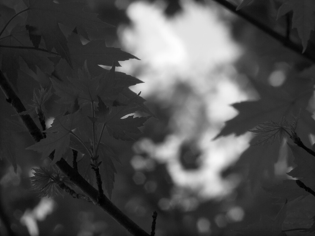 Leaves and light... by marlboromaam