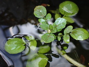 12th Apr 2023 - Good weather for.......watercress