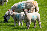 26th Apr 2023 - Riseholme Lambs
