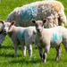 Riseholme Lambs by carole_sandford