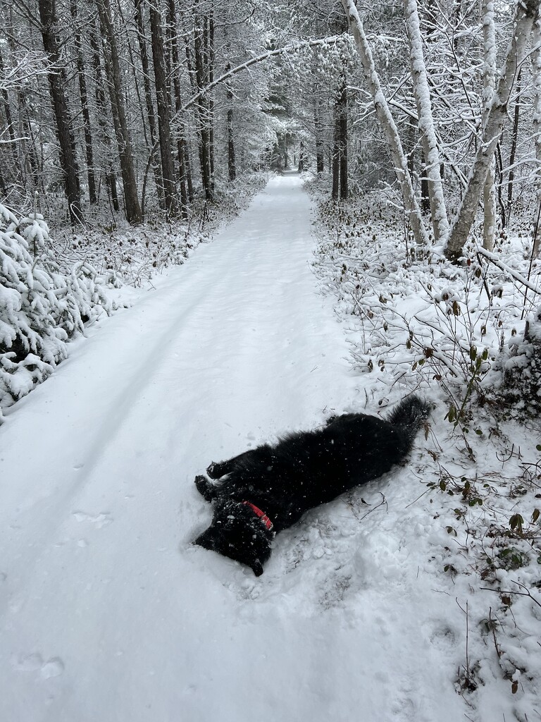 Snowy Trail by radiogirl