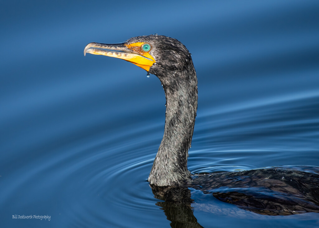 Cormorant by photographycrazy