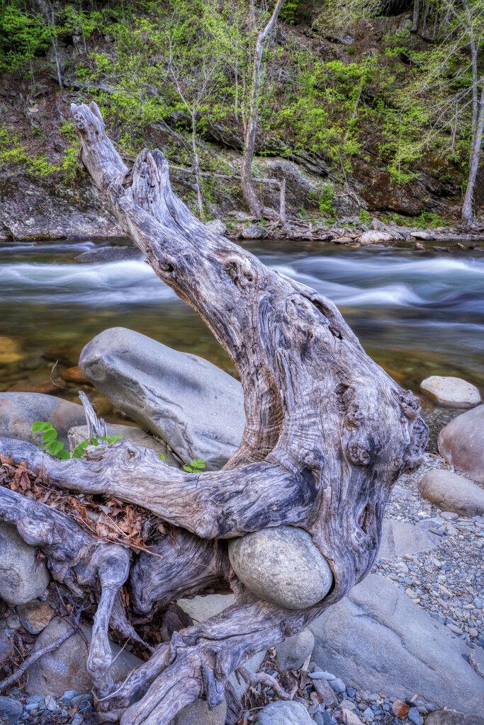 Embedded River Rock by kvphoto