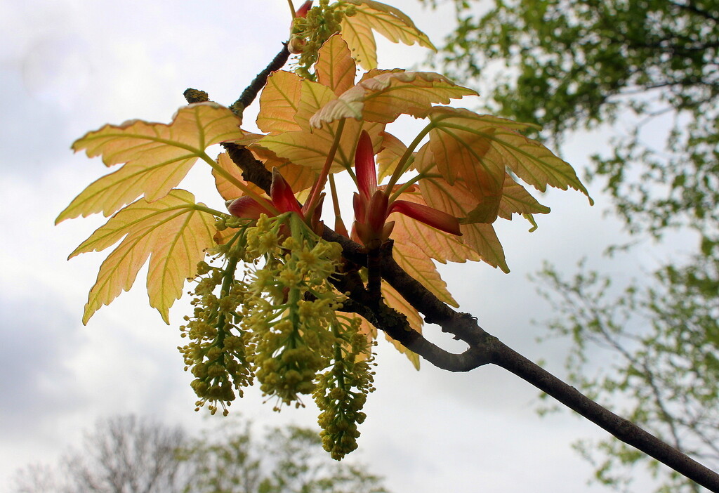 Acer pseudoplatanus brilliantissimum. by pyrrhula