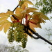 Acer pseudoplatanus brilliantissimum. by pyrrhula