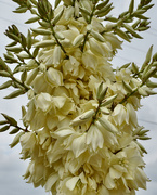 23rd Apr 2023 - Yucca