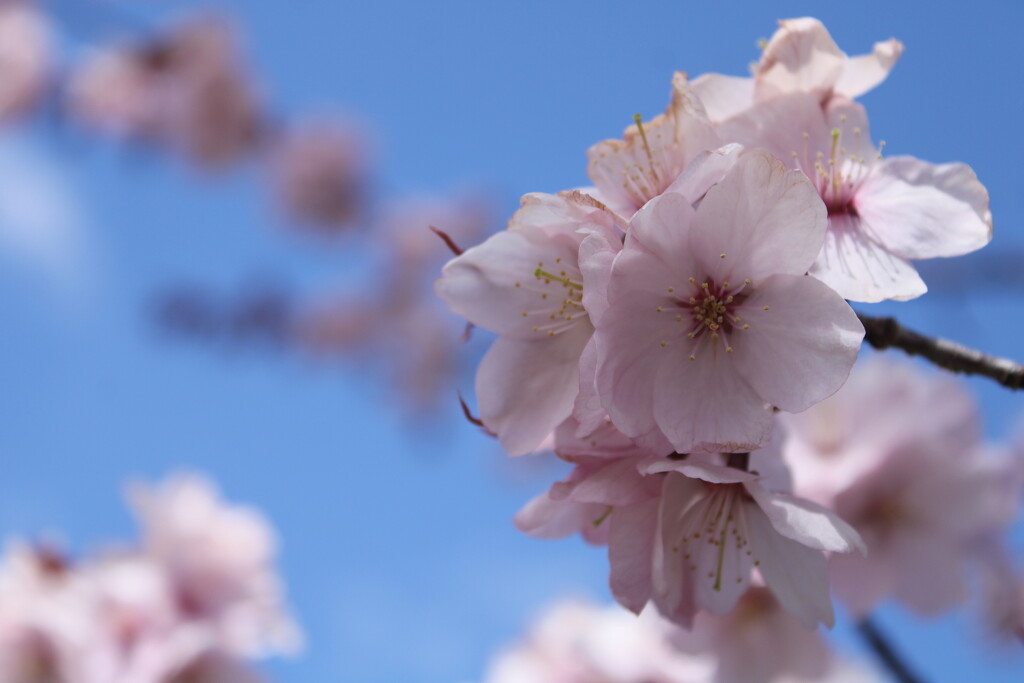 Cherry blossoms by mltrotter