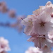 Cherry blossoms by mltrotter