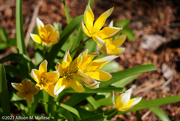 25th Apr 2023 - Tiny Tulips