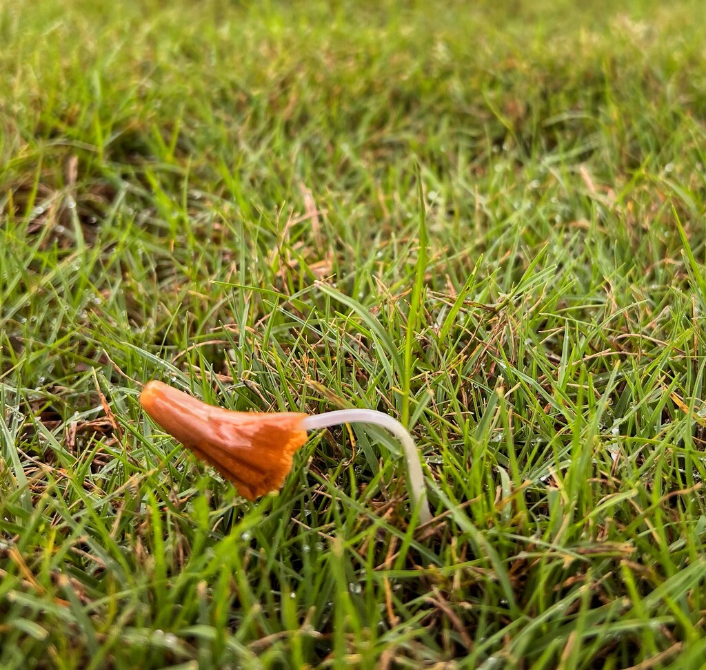 Tiny Mushroom.  by dkellogg
