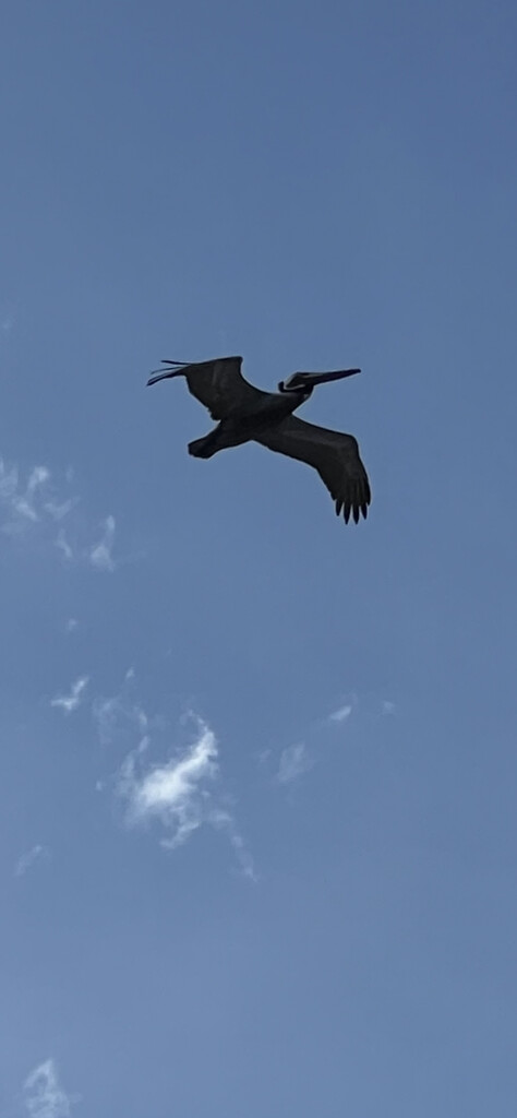 Pelican soaring  by congaree