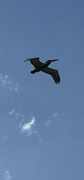 26th Apr 2023 - Pelican soaring 