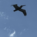 Pelican soaring  by congaree
