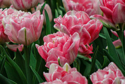 26th Apr 2023 - Garden tulip delights