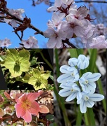 26th Apr 2023 - Botanical Garden Photo Lesson 