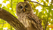 26th Apr 2023 - Barred Owl, Under Attack!