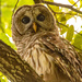 Barred Owl, Under Attack! by rickster549