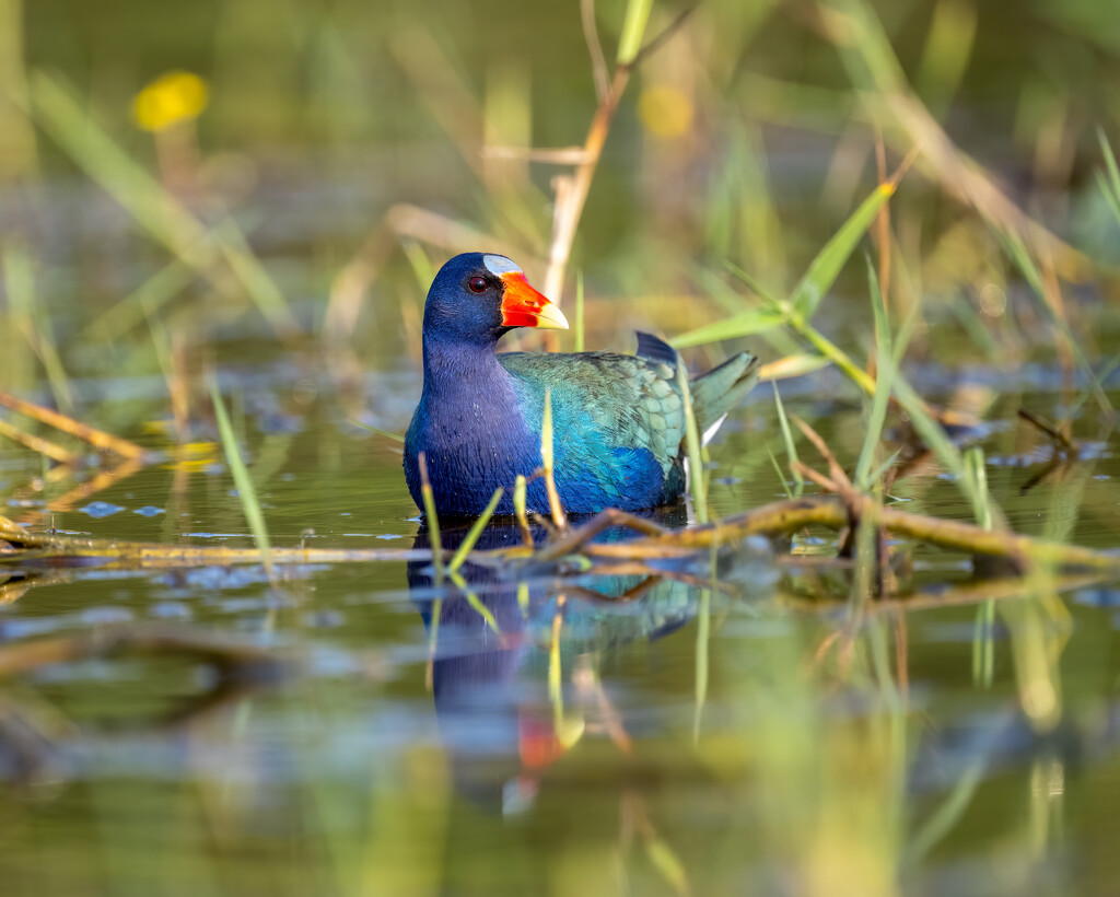 Purple Gallinule by nicoleweg