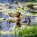 Yellow billed duck by ludwigsdiana