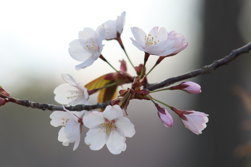 Cherry Blossoms by princessicajessica