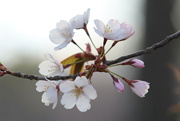 26th Apr 2023 - Cherry Blossoms
