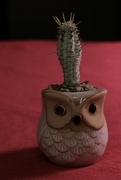 26th Apr 2023 - Spike The Corncob Cactus