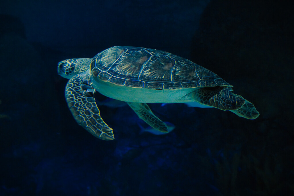 Turtle by dkbarnett
