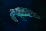 23rd Mar 2023 - Turtle